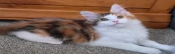 Maine Coon cats for sale: Beautiful Mainecoons  - Advert 3