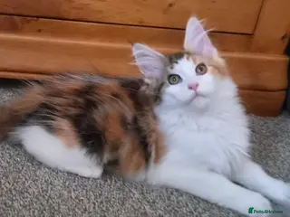 Maine Coon cats Beautiful Mainecoons - Advert 18