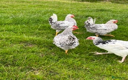 Chickens poultry for sale: Cream Legbar cockerels  - Image 2
