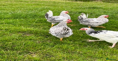 Chickens poultry - Advert 3