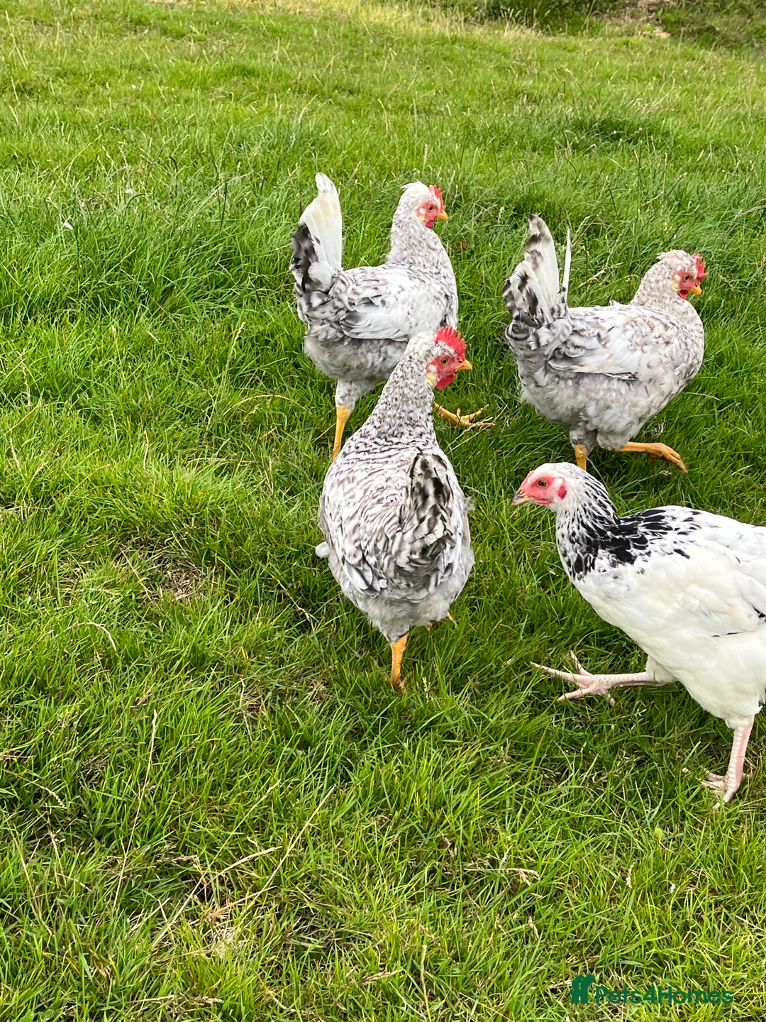 Chickens poultry for sale: Cream Legbar cockerels  - Image 2