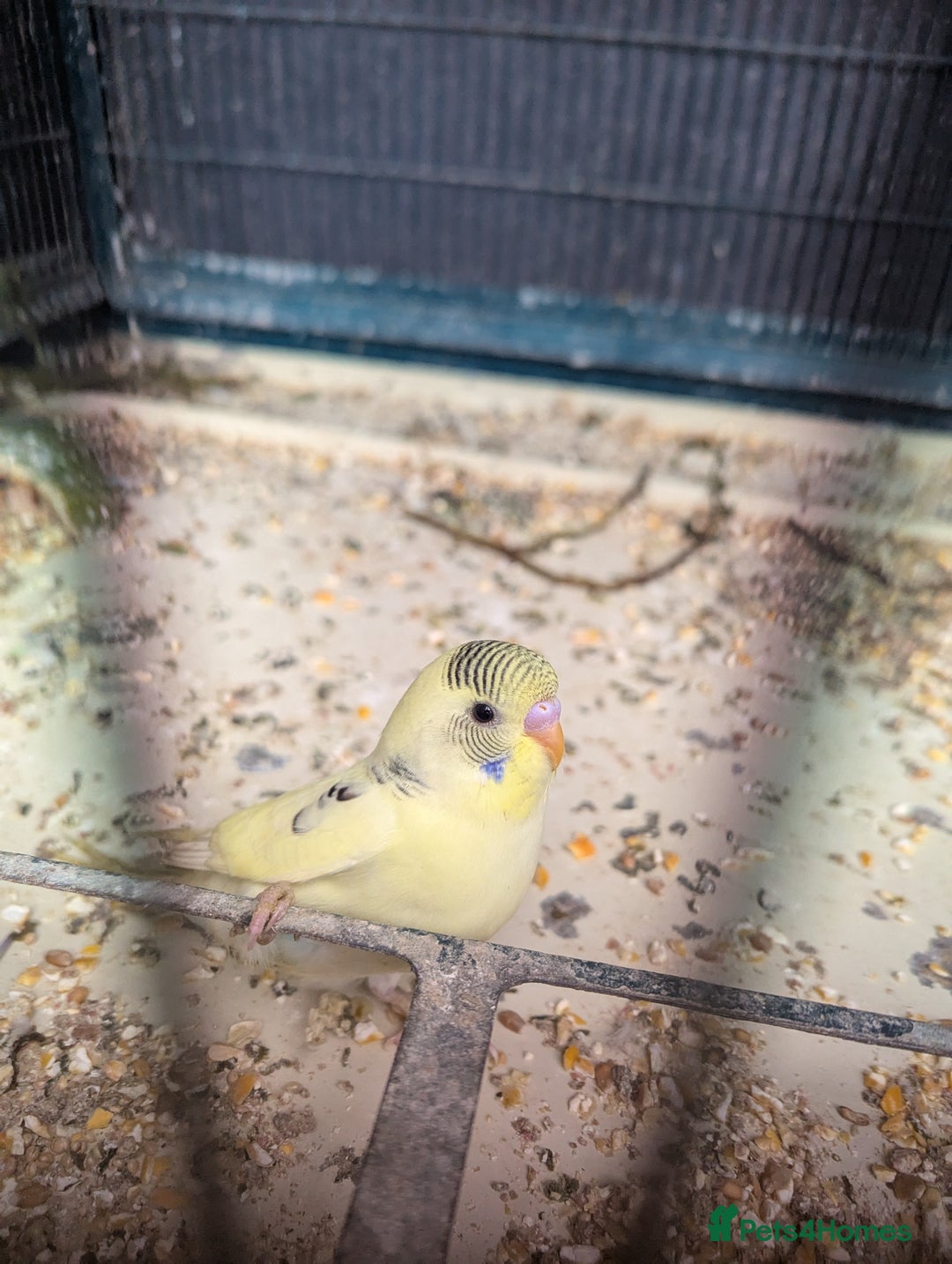 Budgerigars birds for sale: Baby budgies  - Image 3