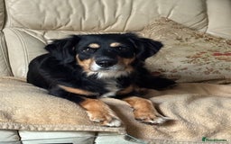 Mixed Breed dogs for adoption: Sweet Bubu Looking For Love  - Image 6