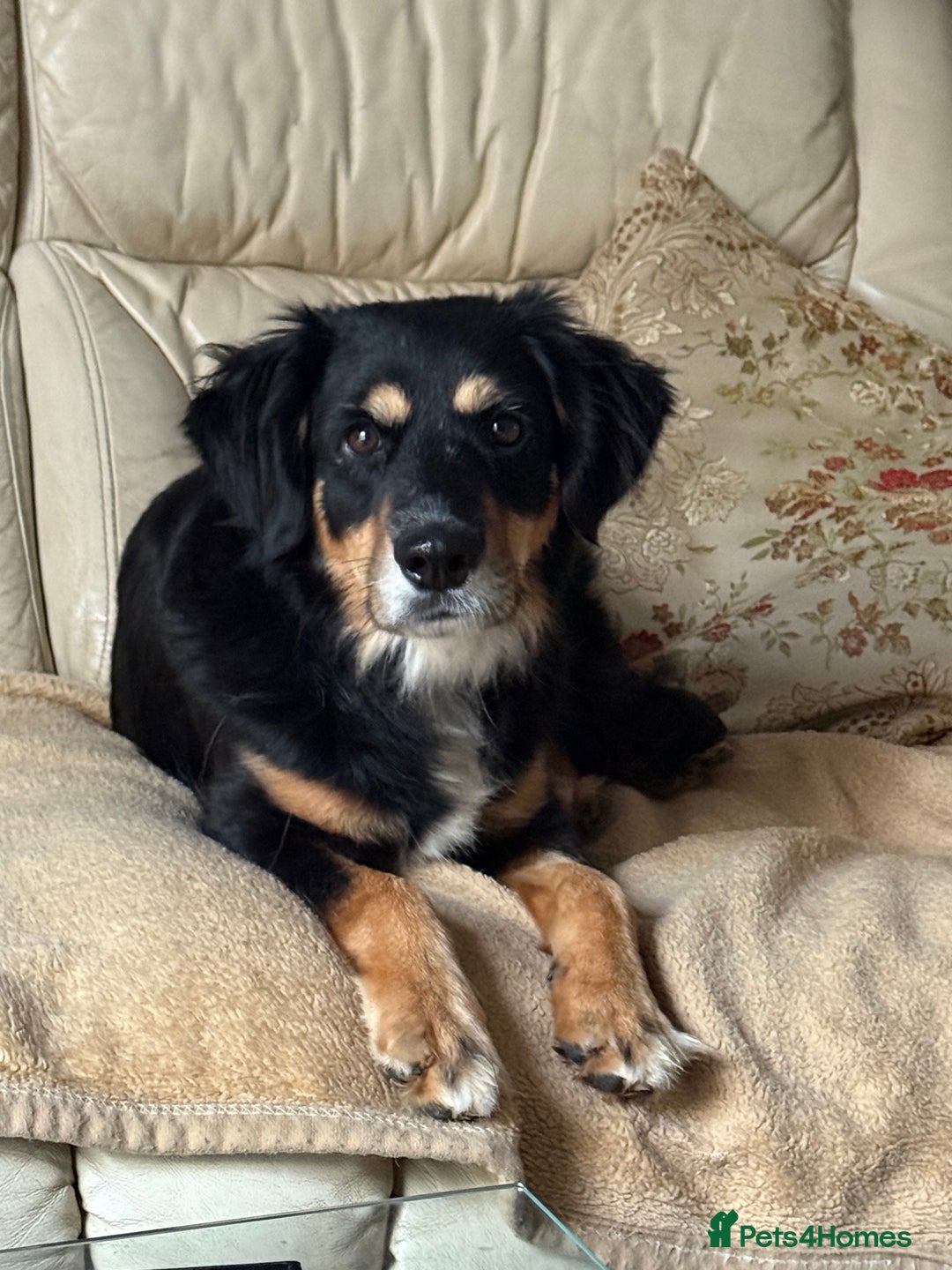 Mixed Breed dogs for adoption: Sweet Bubu Looking For Love  - Image 6