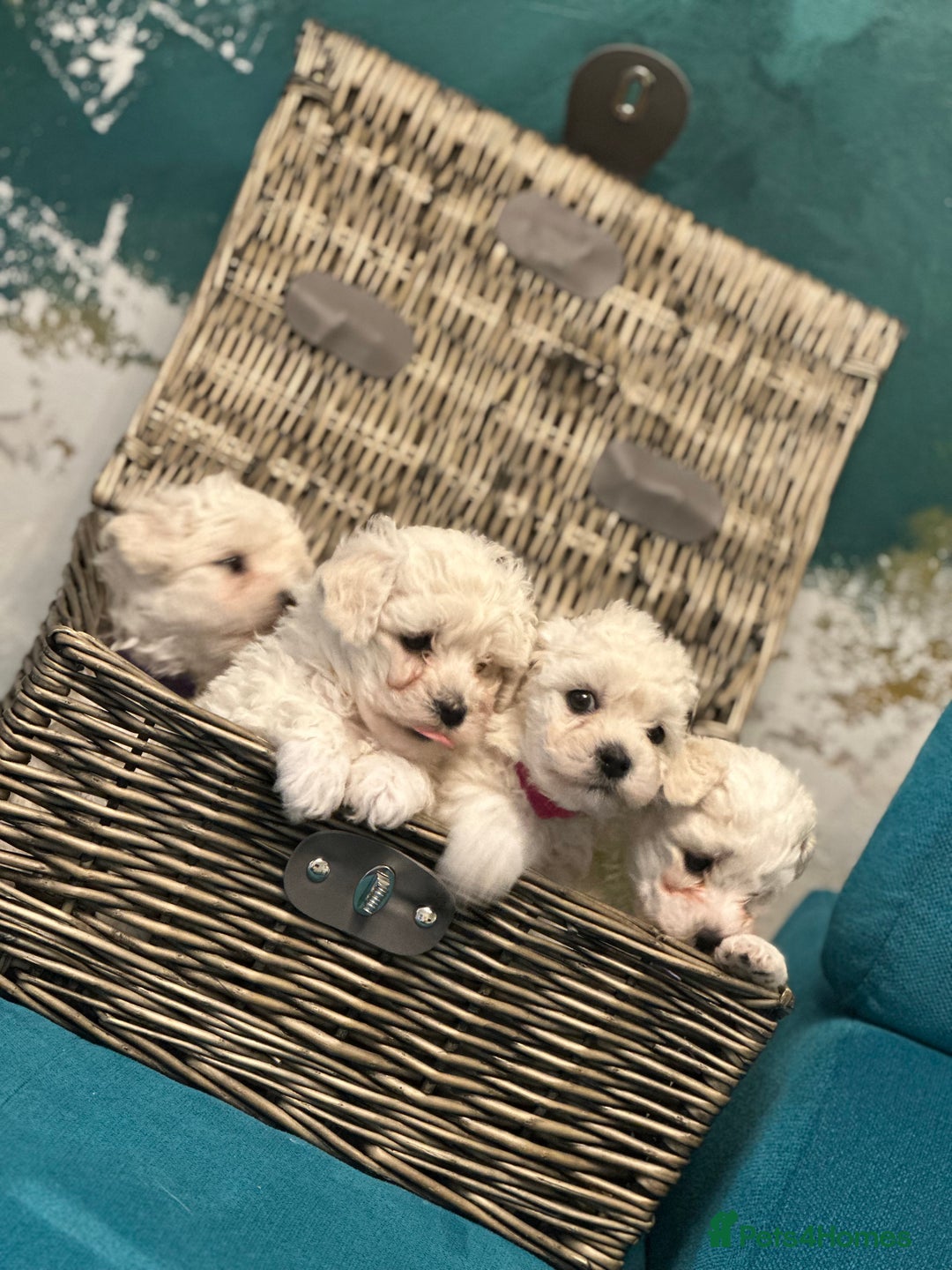 Bichon Frise dogs for sale: ✨ Bichon Frisé Puppies from Champion Bloodlines ✨ - Advert 6