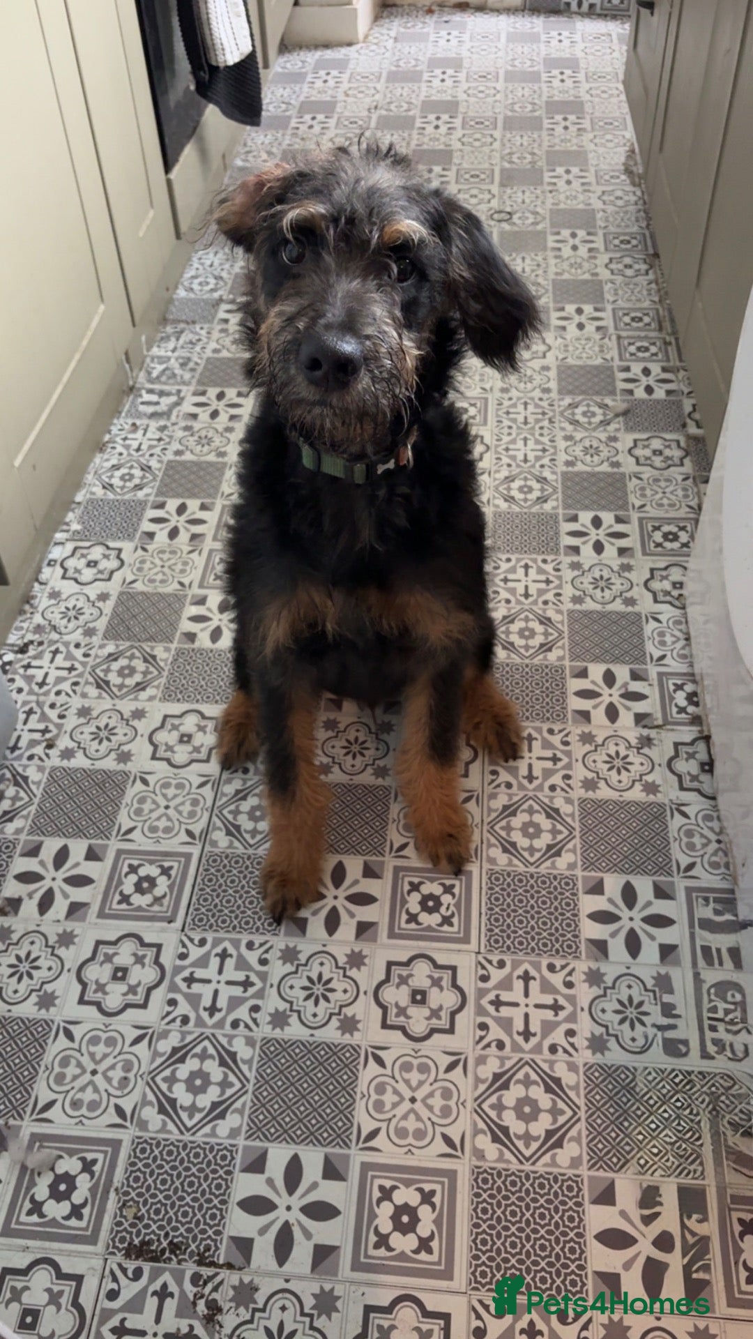 Mixed Breed dogs 6 month old Poodle x Rottie  - Advert 5