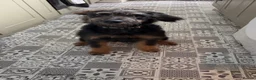 Mixed Breed dogs for sale: 6 month old Poodle x Rottie  - Advert 1