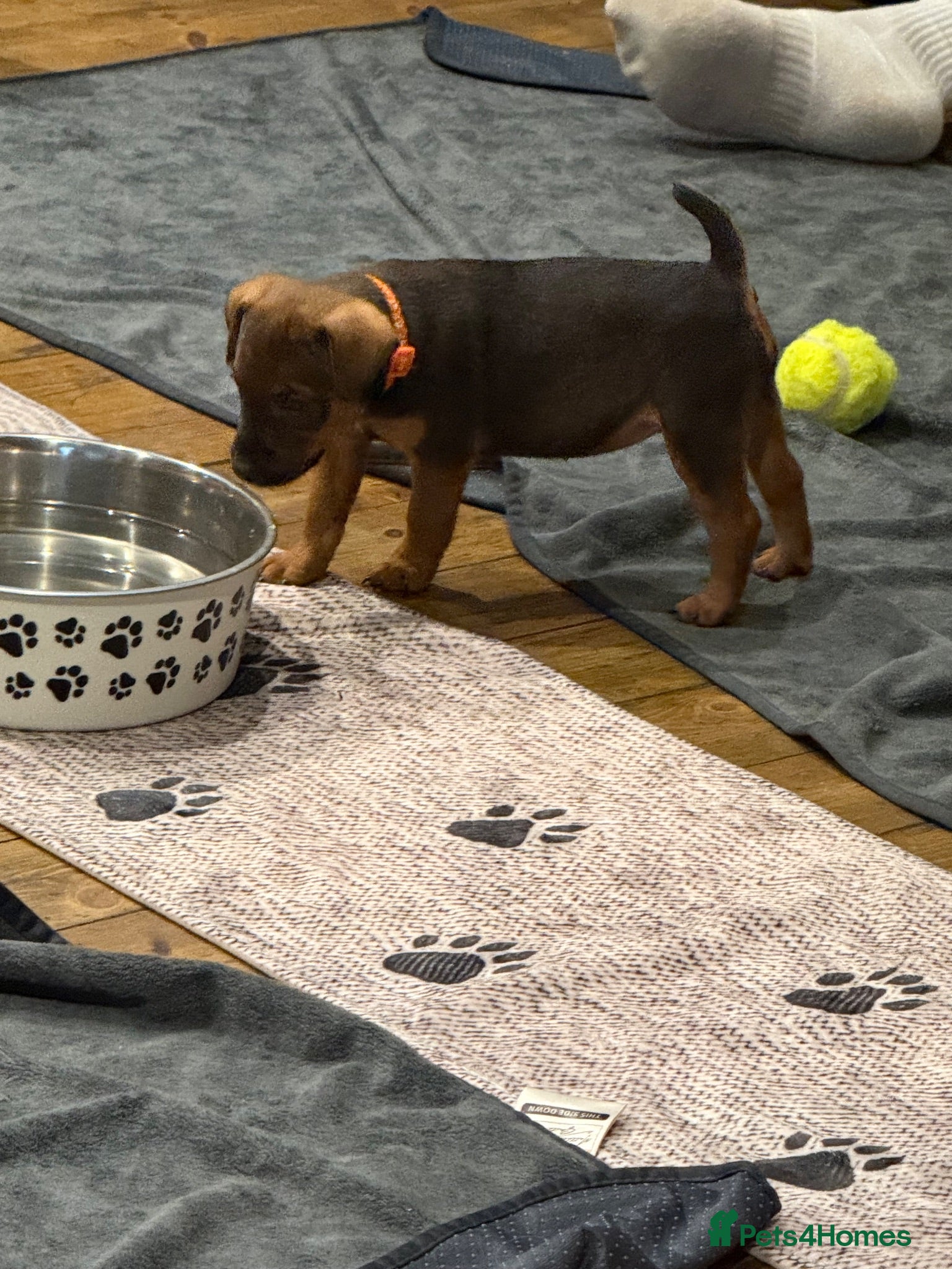 Lakeland Terrier dogs Lakeland terrier puppies (working type) - Advert 1