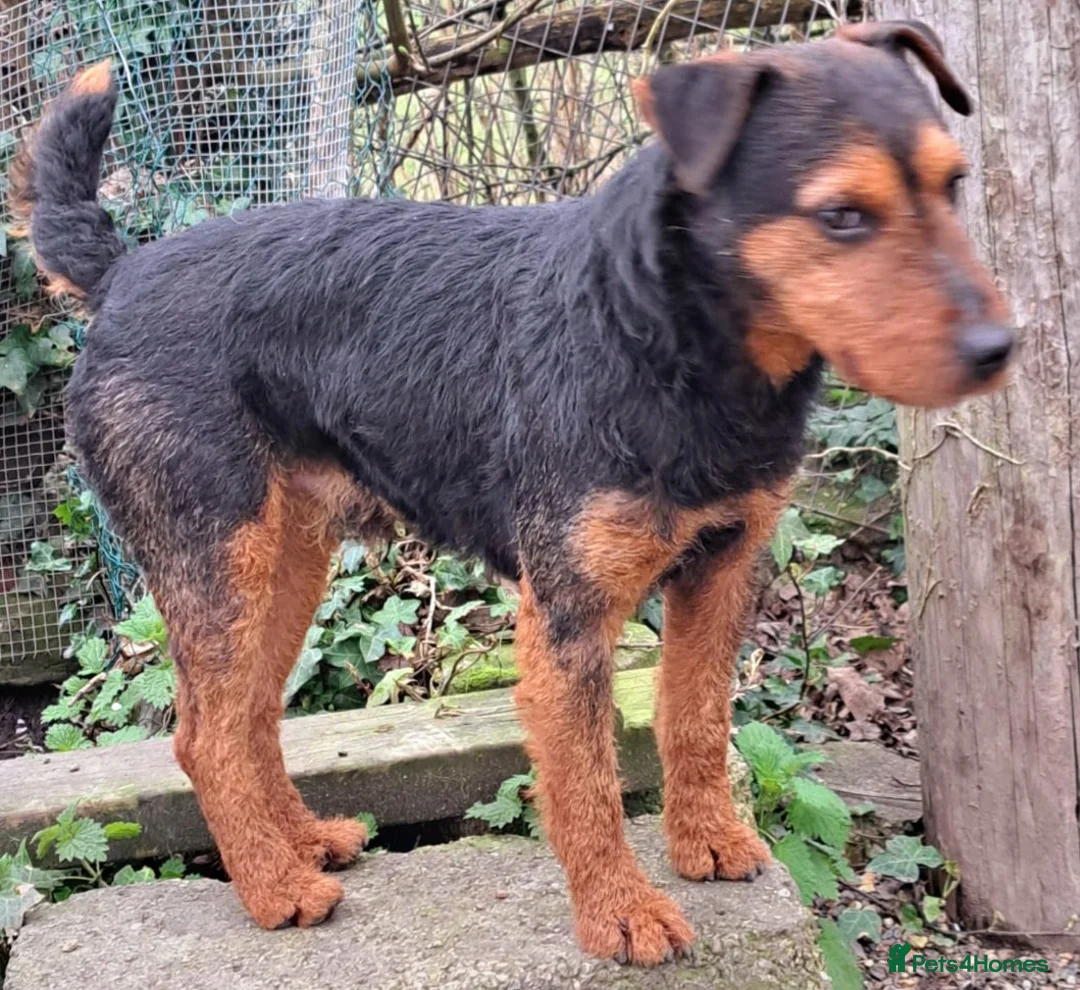 Lakeland Terrier dogs for stud: Stunning lakeland working terrier in Newark - Advert 10