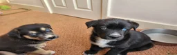 Mixed Breed dogs for sale: Husky Cross Puppies - Advert 4
