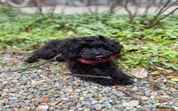 Cavapoo dogs for sale: Beautiful Cavapoo Puppy - Image 3