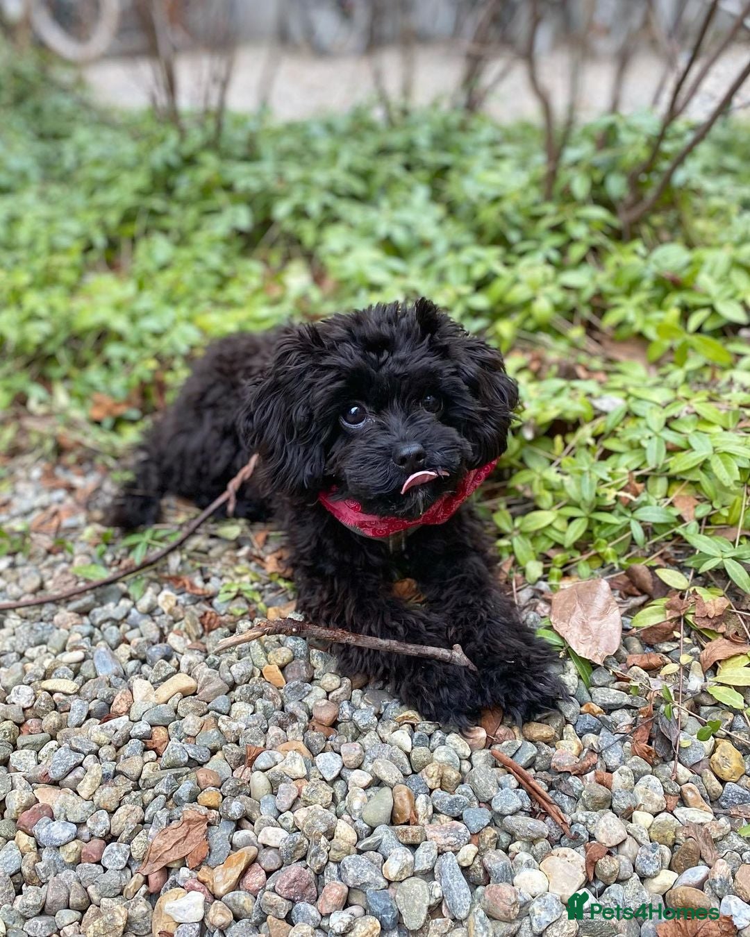 Cavapoo dogs for sale: Beautiful Cavapoo Puppy - Image 3