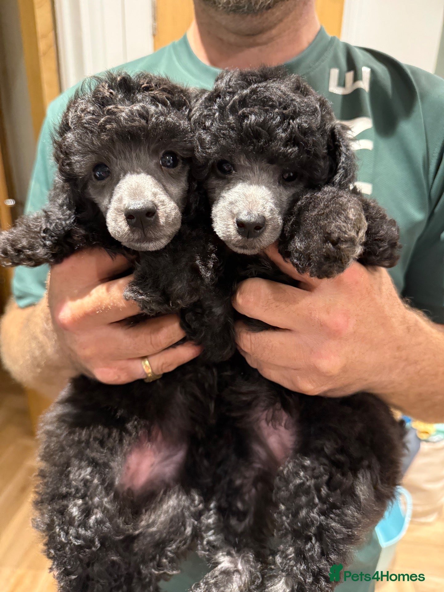 Miniature Poodle dogs for sale: Silver miniature poodle pups - Advert 1