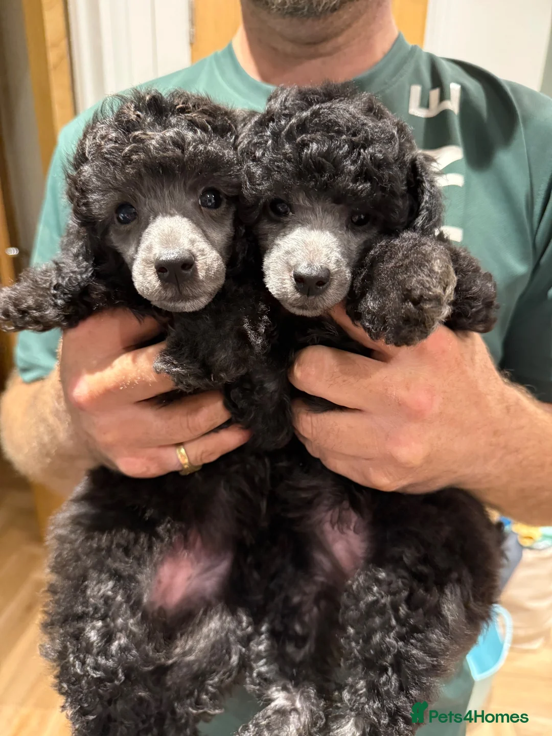 Miniature Poodle dogs for sale: Silver miniature poodle pups - Advert 1