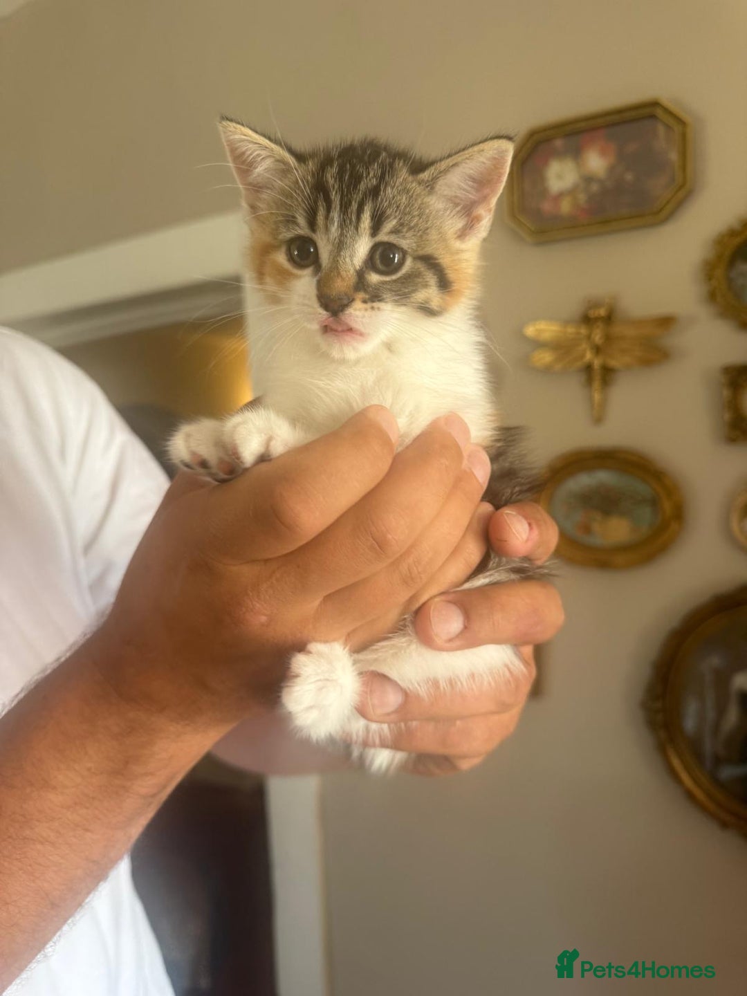 Ragdoll cats for sale: Beautiful half Ragdoll kittens for sale - Image 7