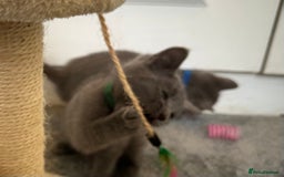 Russian Blue cats for sale: Russian Blue Kittens  - Image 20