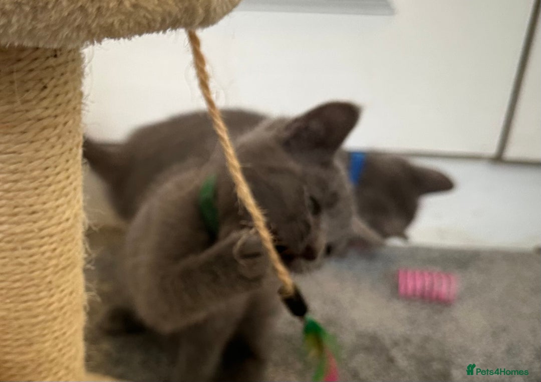 Russian Blue cats for sale: Russian Blue Kittens  - Image 20