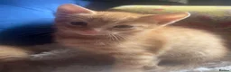 Mixed Breed cats for sale: Beautiful ginger kittens  - Advert 23