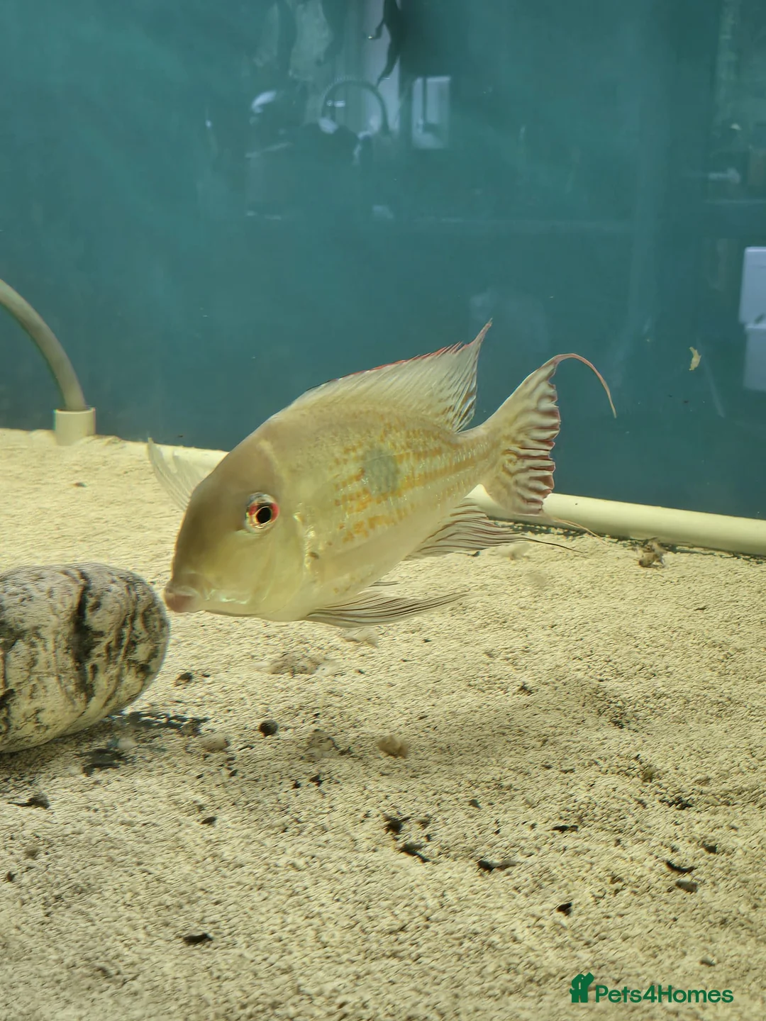 Other/Mixed Breed fish for sale: Geophagus fish - Advert 7
