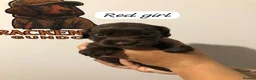 Sprocker dogs for sale: 5* F1 Sprocker puppies - Advert 4