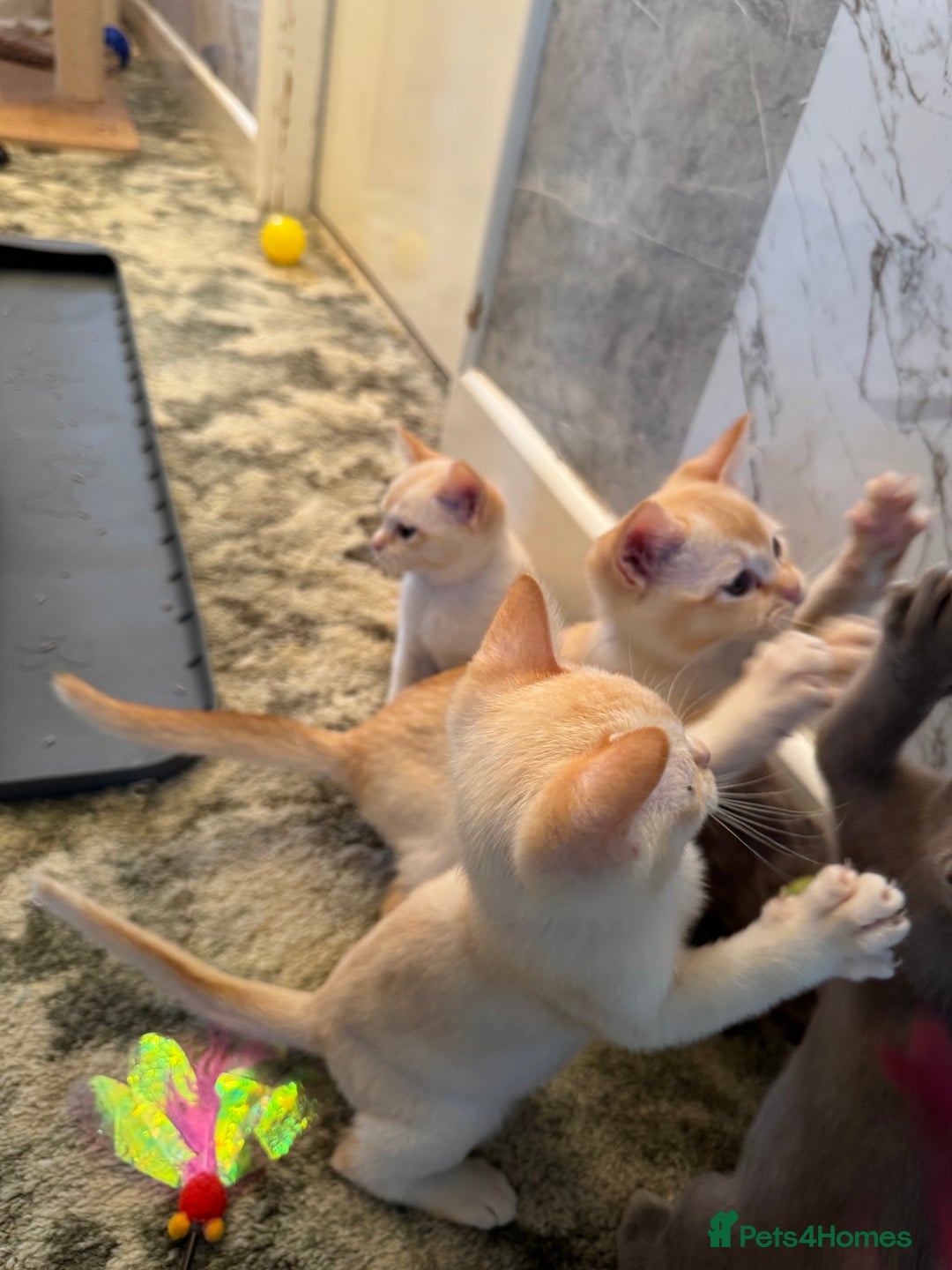 Burmese cats for sale: Burmese Kittens For Sale - Advert 17