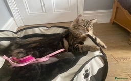 Maine Coon cats for sale: Princess looking for her forever home.  - Image 4