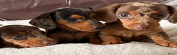 Miniature Dachshund dogs for sale: Stunning Dapple Miniature Dachshund’s  - Advert 5