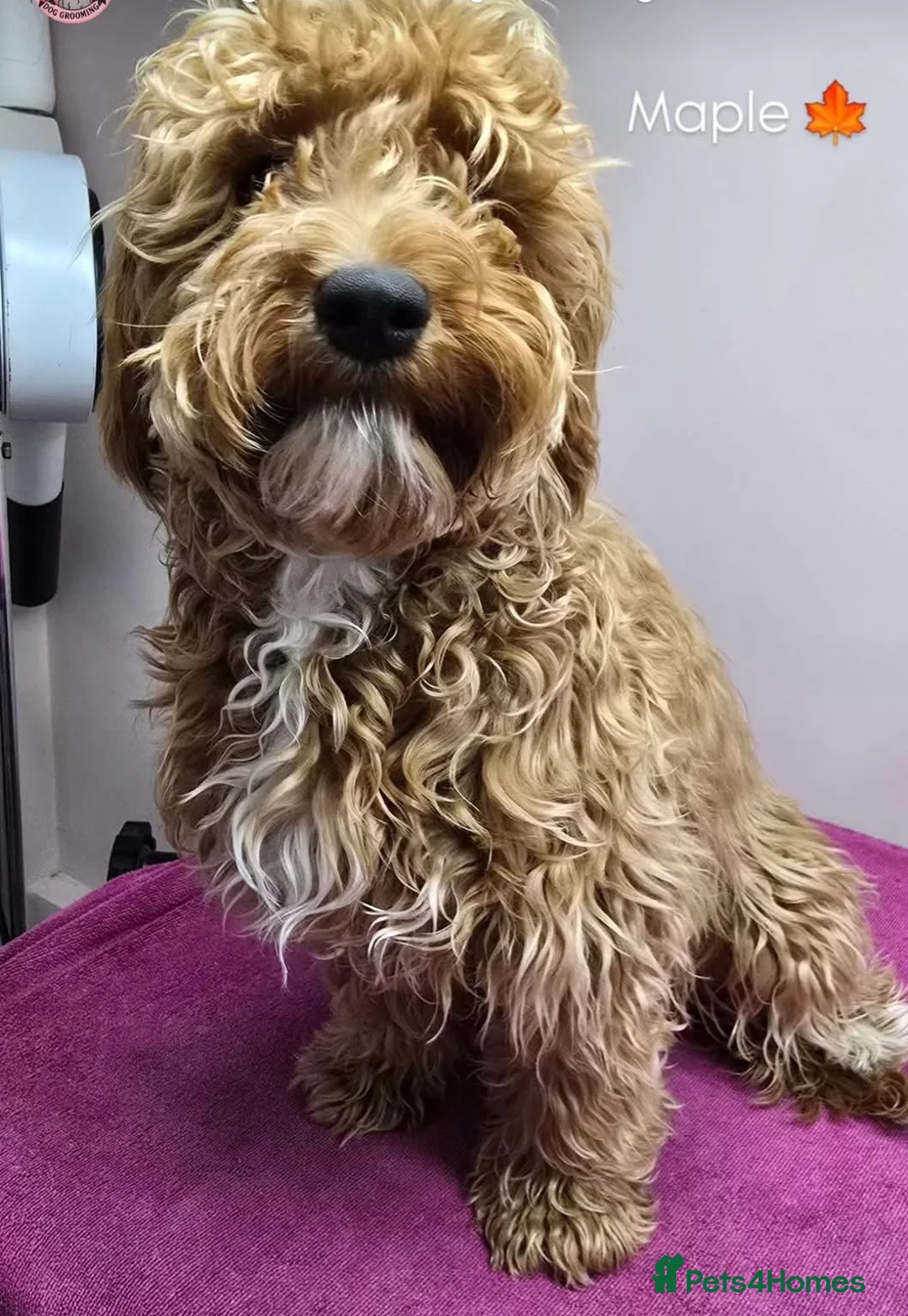 Cockapoo dogs for sale: 10 month old cockapoo girl  - Advert 1