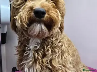 Cockapoo dogs 10 month old cockapoo girl - Advert 1