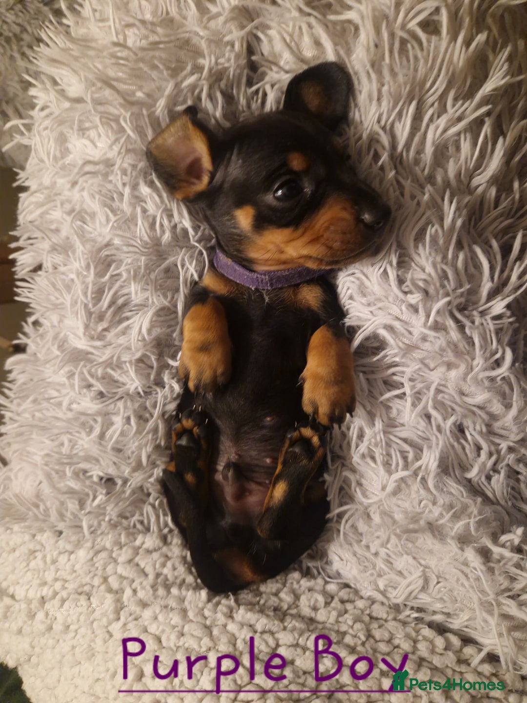 Dachshund dogs for sale: KC standard dachshunds - Advert 8