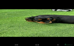 Cavalier King Charles Spaniel dogs for sale: King Charles cavalier last boys - Image 1