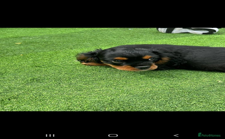 Cavalier King Charles Spaniel dogs - Advert 4