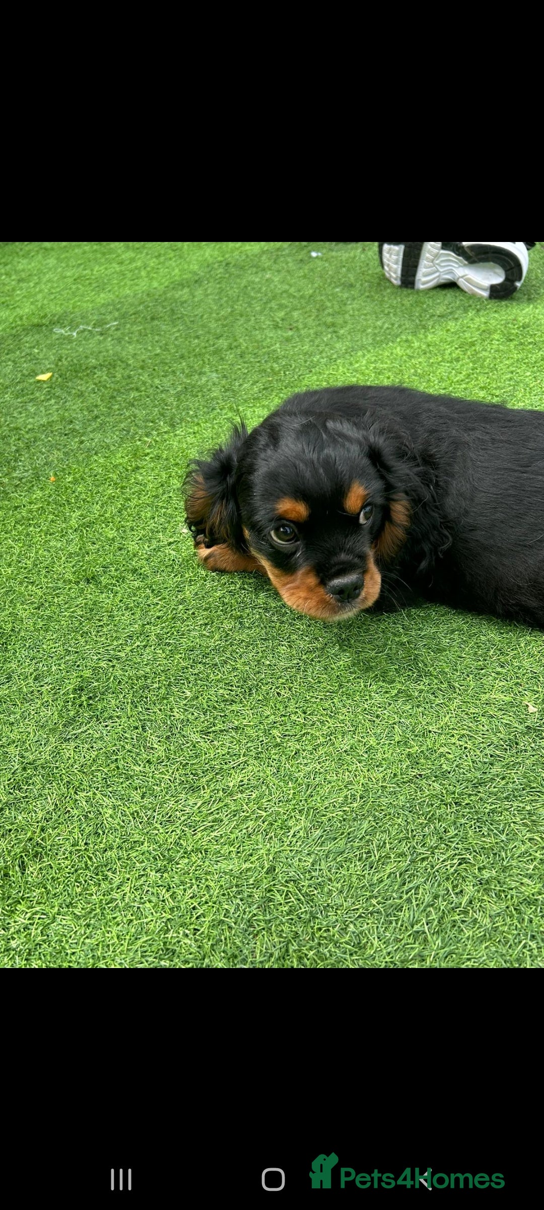 Cavalier King Charles Spaniel dogs for sale: King Charles cavalier last boys - Image 1