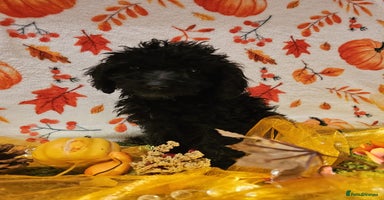 Cockapoo dogs - Advert 4