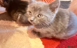 Ragdoll cats for sale: Sealpoint x kittens - Image 16
