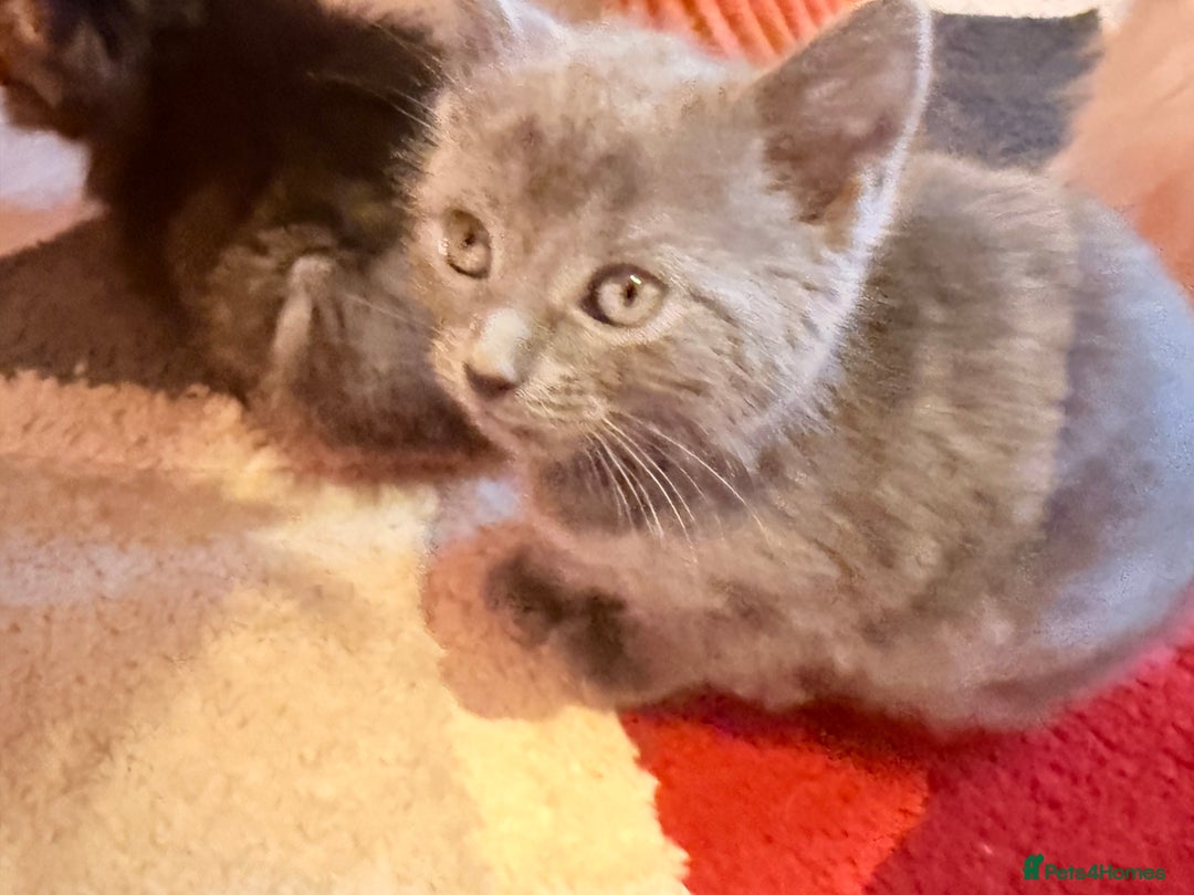 Ragdoll cats for sale: Sealpoint x kittens - Image 16