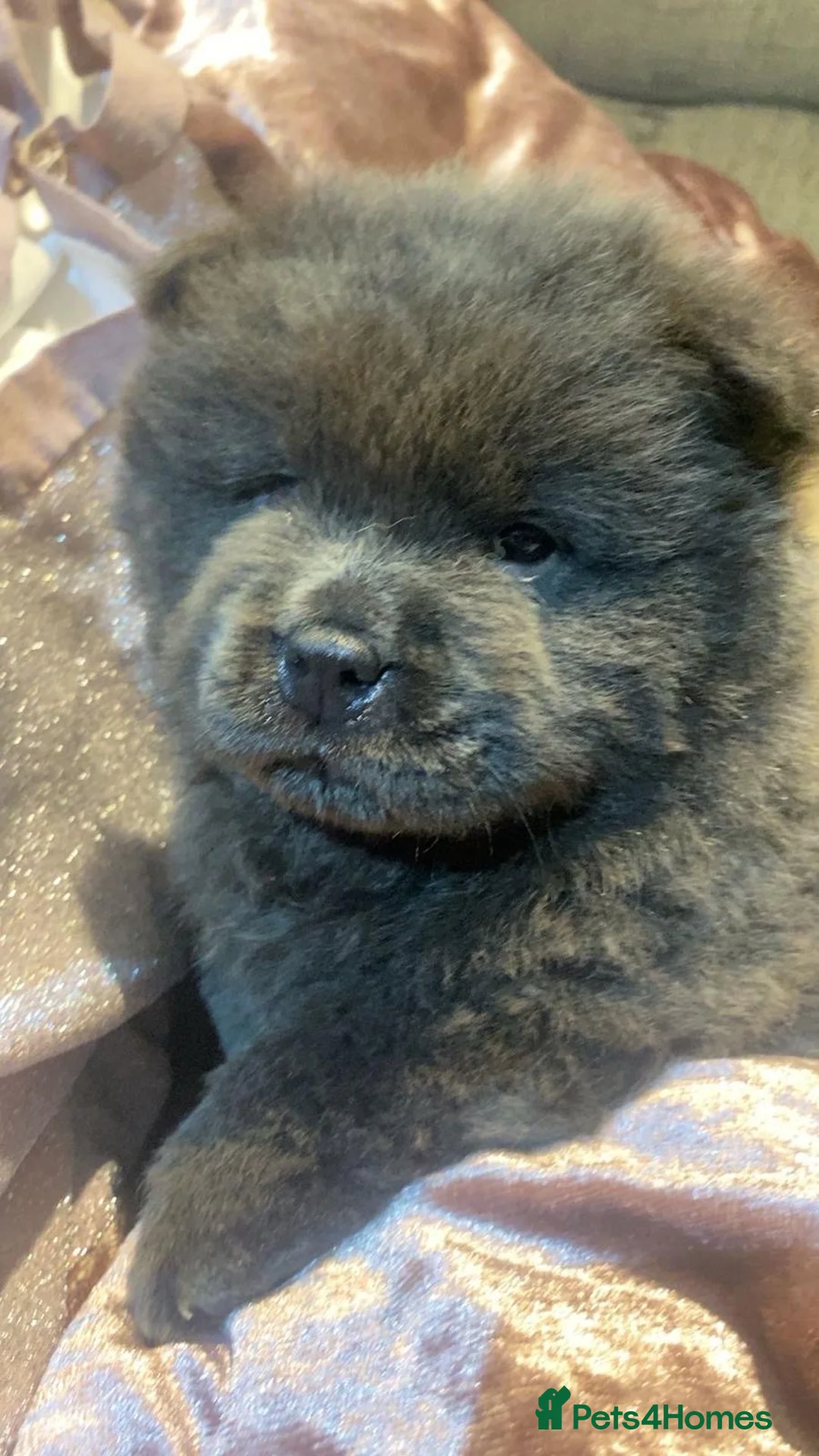 Chow Chow dogs for sale: Chow chow puppy - Advert 2