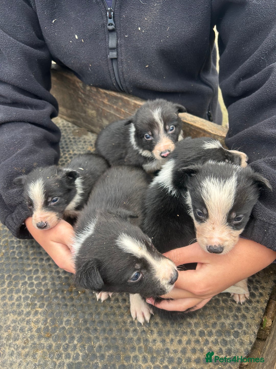 Border Collie dogs for sale: Collie pups  - Image 3