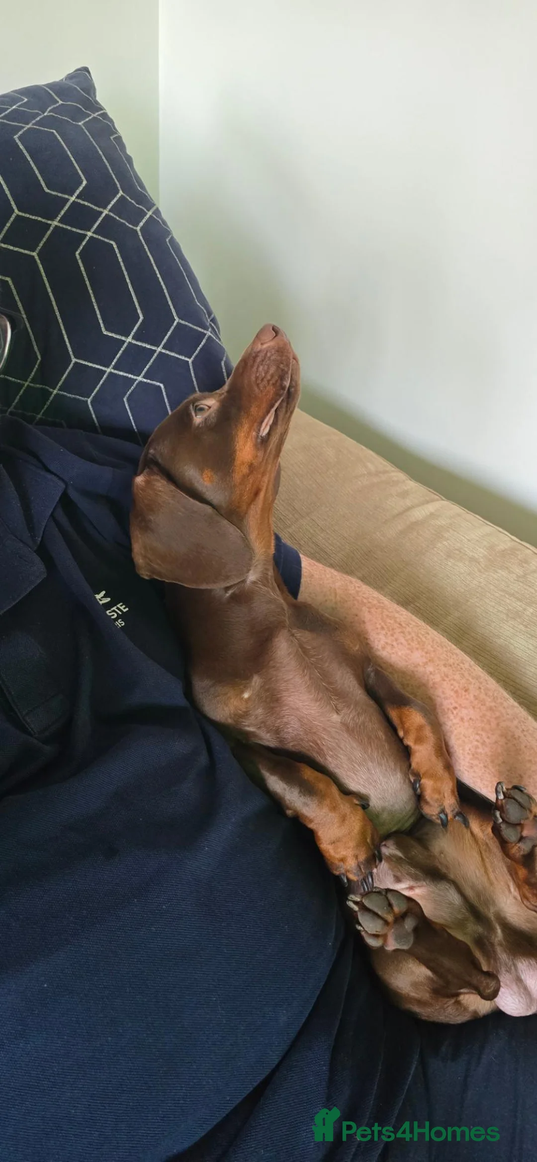 Miniature Dachshund dogs for stud: MINIATURE DACHSHUND FOR STUD in Chesterfield - Advert 2