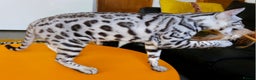 Bengal cats for sale: Exceptional Silver Rosetted Boy Available  - Advert 33