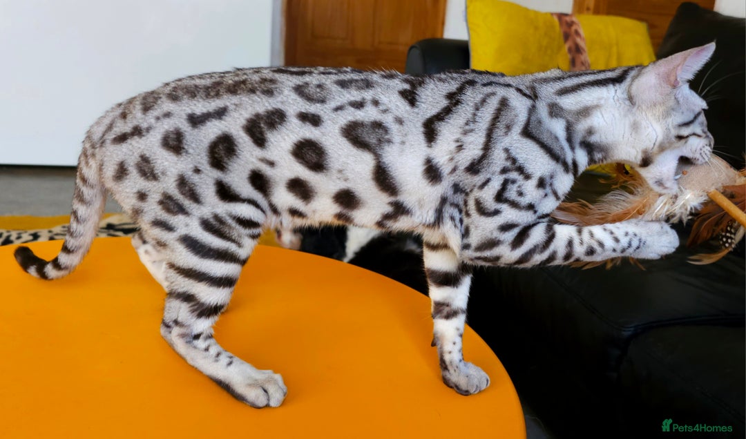 Bengal cats for sale: Exceptional Silver Rosetted Boy Available  - Advert 33