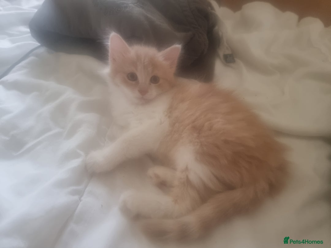 Mixed Breed cats for sale: Half norweigen forest cat 1/4 bengal 1/4 longhair - Image 22