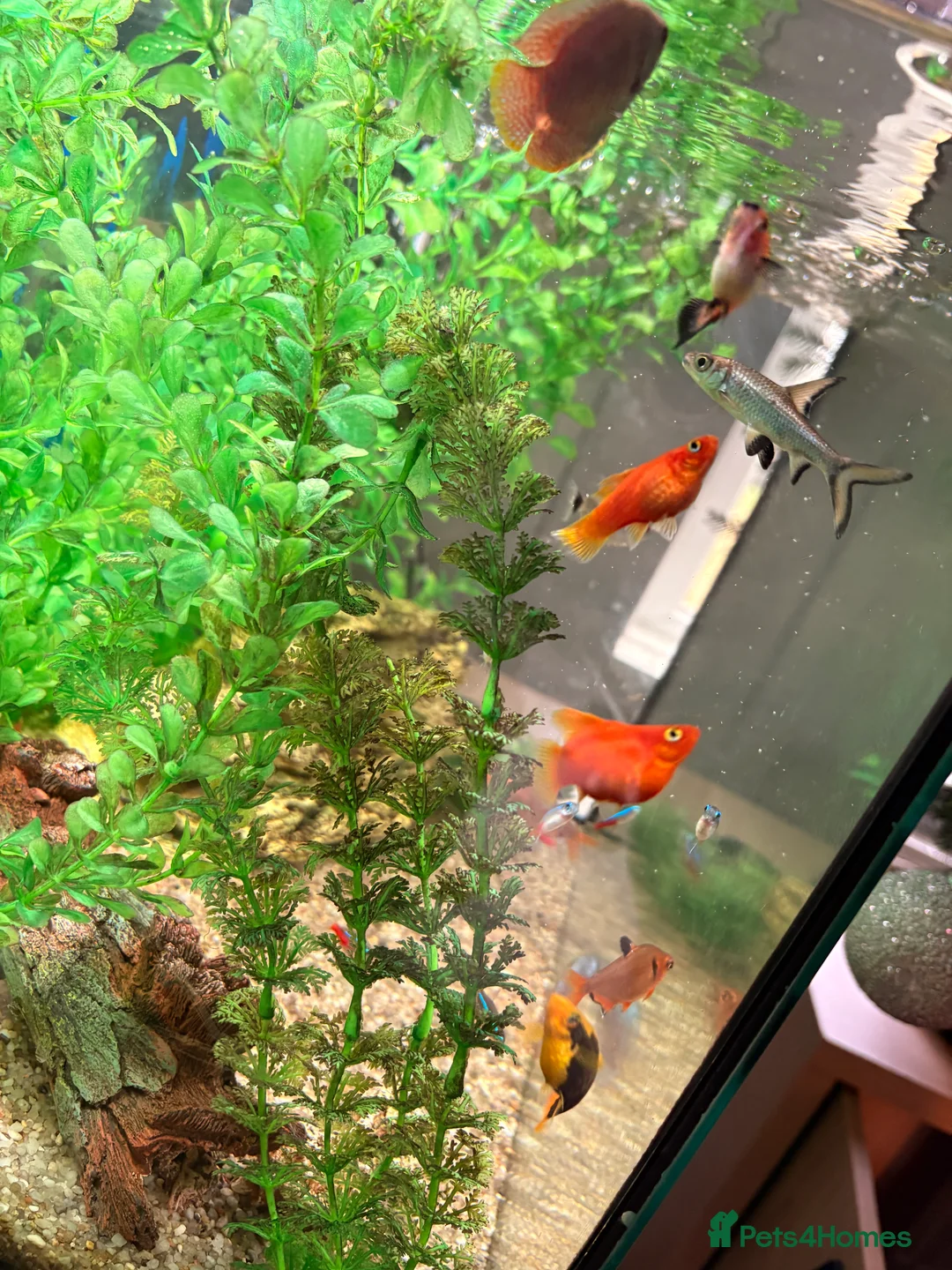 Tetras fish for sale: Community Fish - Advert 8