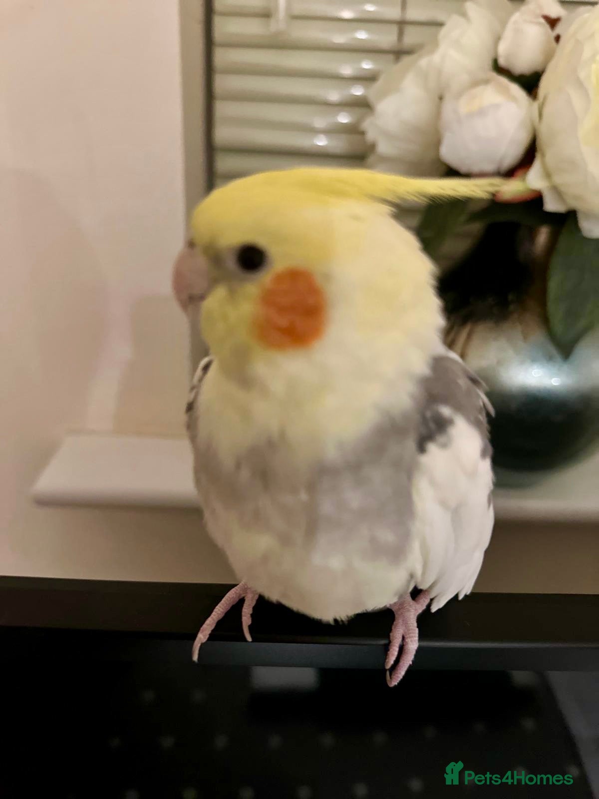 Cockatiels birds Looking for loving home & caring home  - Advert 6