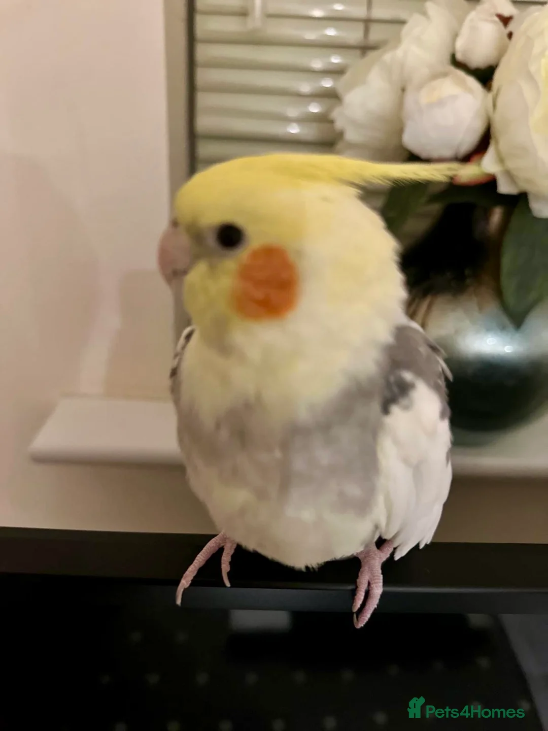 Cockatiels birds for sale: Looking for loving home & caring home  in Devizes - Advert 1