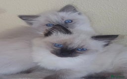 Ragdoll cats for sale: Ragdoll Male  - Image 1