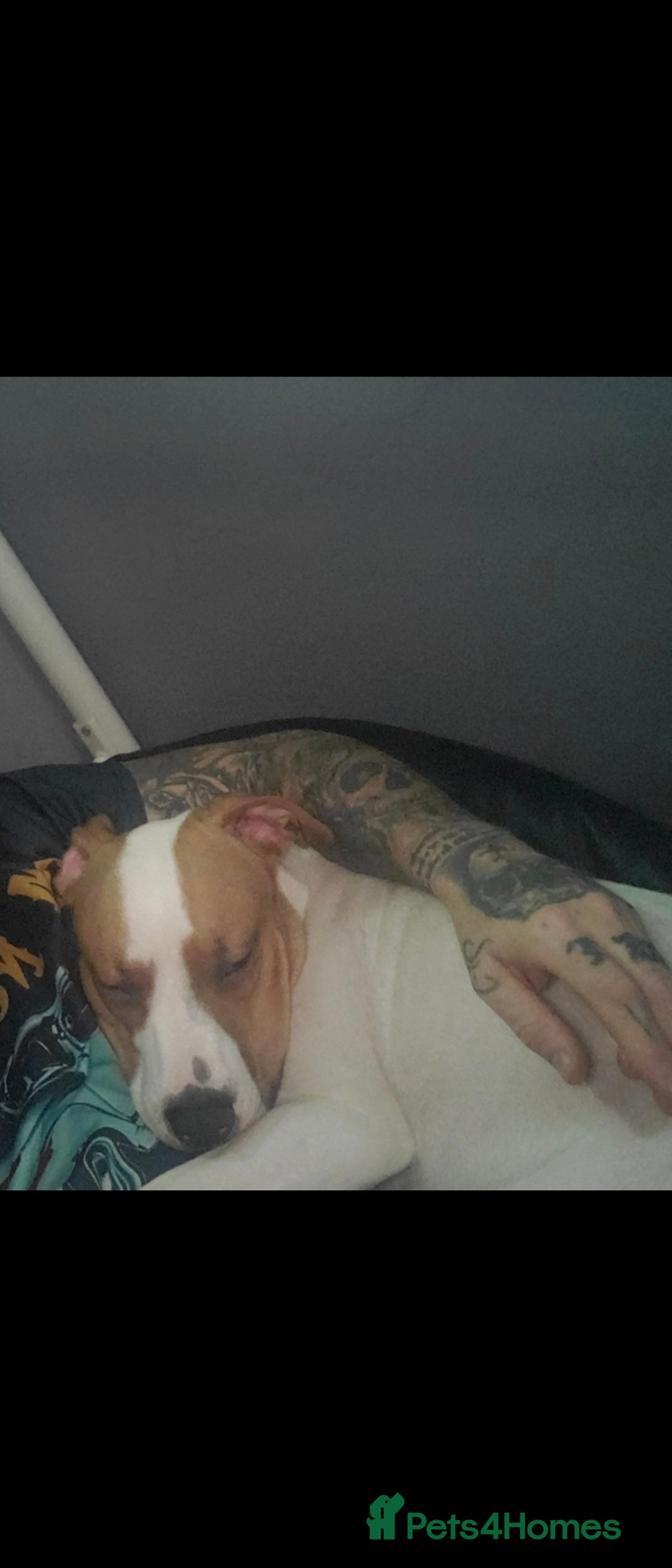 Staffordshire Bull Terrier dogs for sale: Two peas in a pod, staffys must go together  - Advert 10