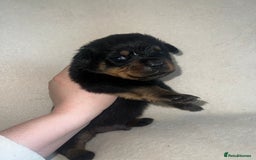 Rottweiler dogs for sale: Stunning Rottweiler puppies  - Image 22