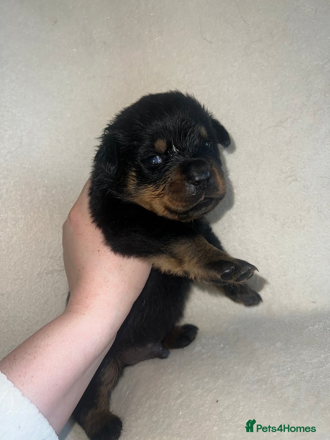 Rottweiler dogs for sale: Stunning Rottweiler puppies  - Image 22