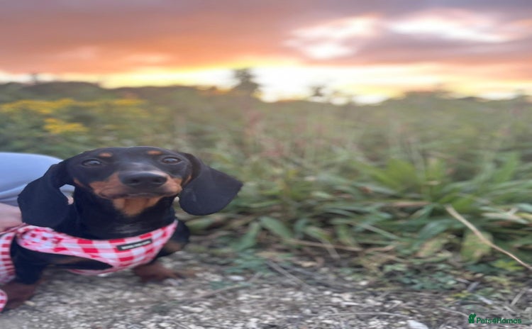 Dachshund dogs - Advert 1